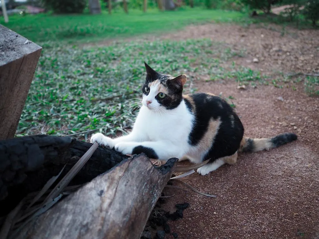 ** Гостевой дом Отель Cat Bungalow Ко-Ланта Таиланд